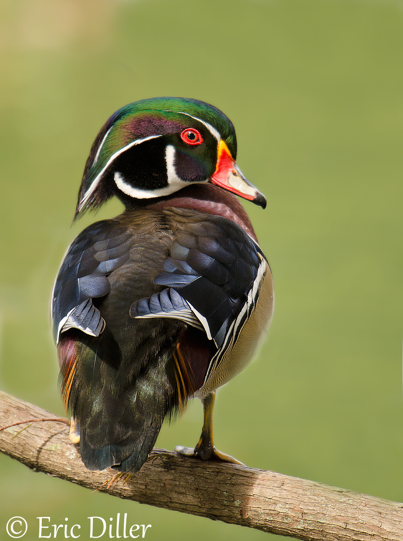 Male Wood Duck