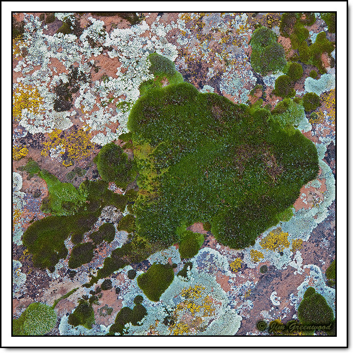 WC #509 - Rorschach Test