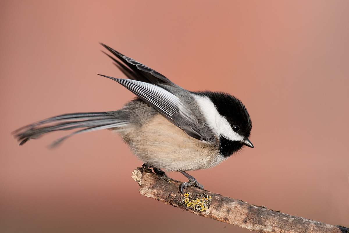 Black-cap