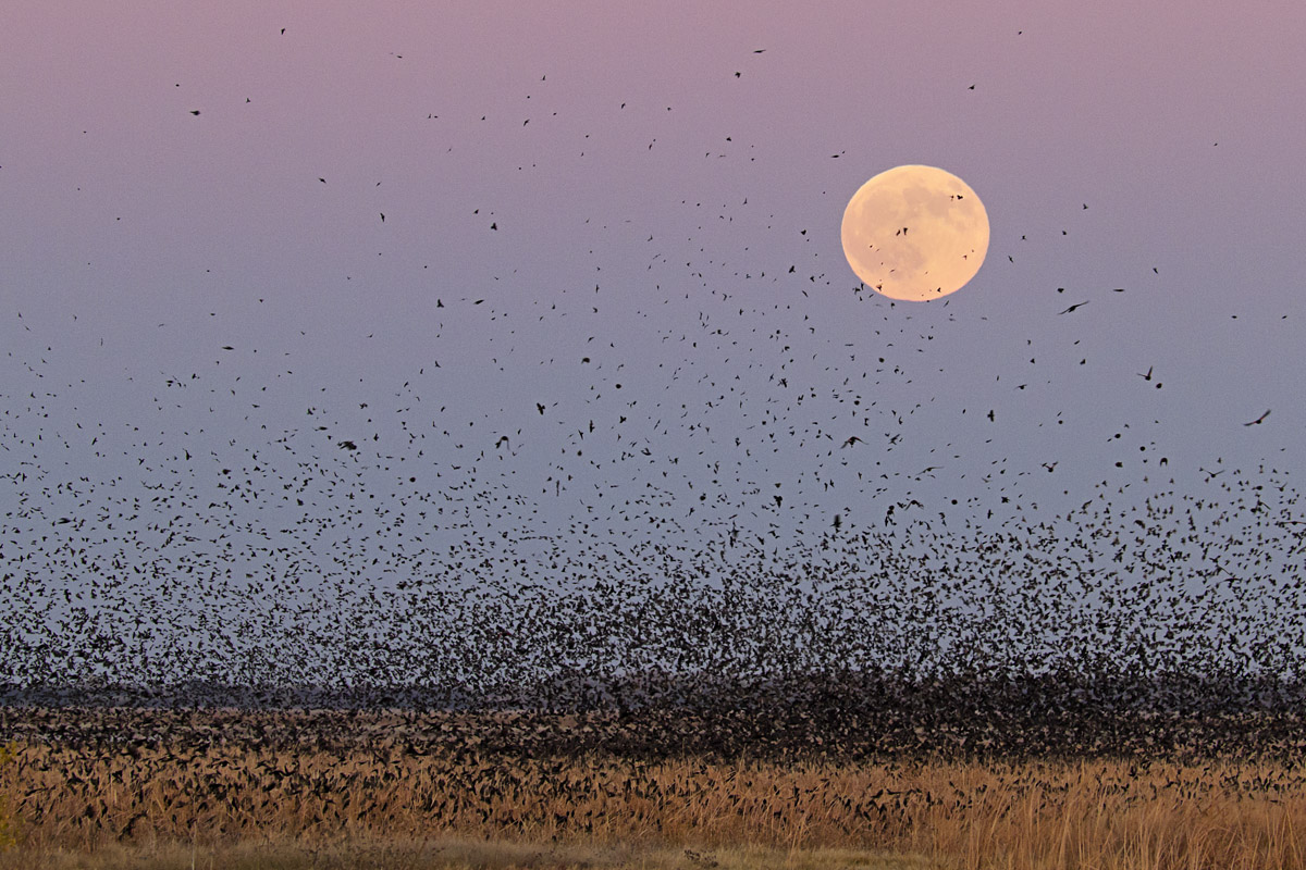 Full moon over marsh