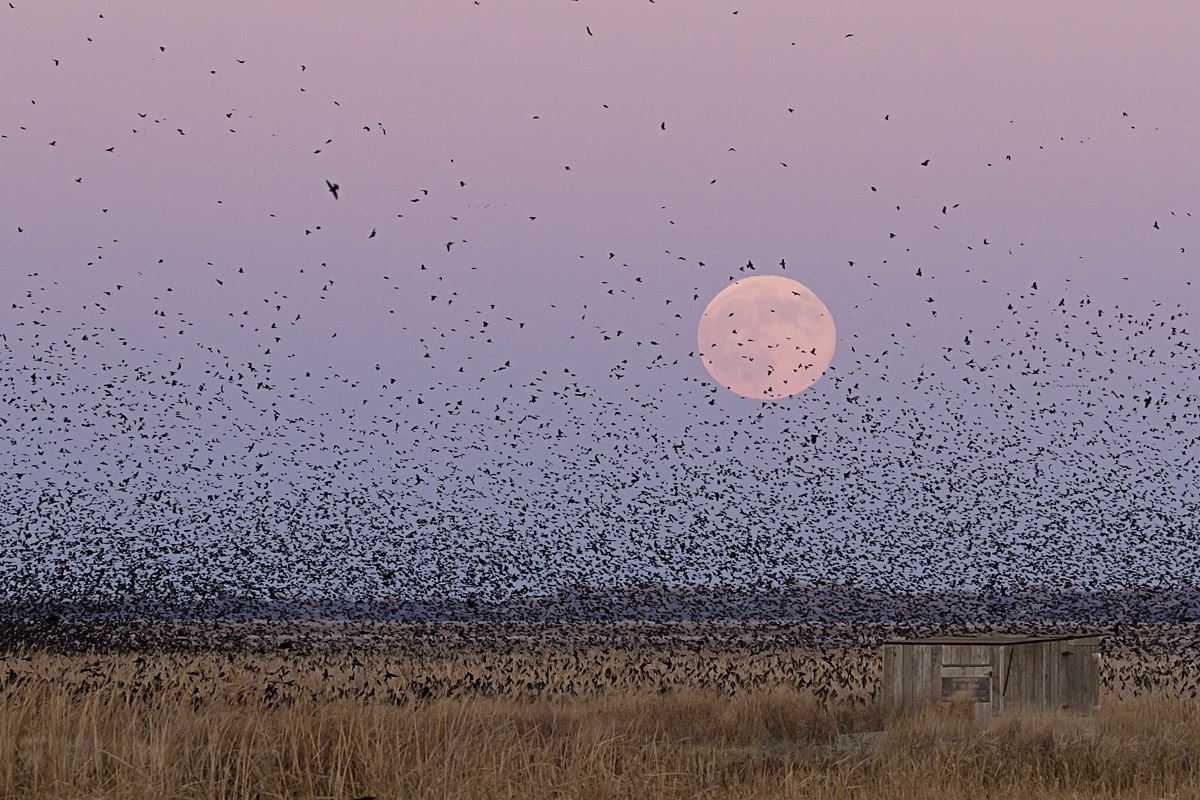 Moonrise over marsh