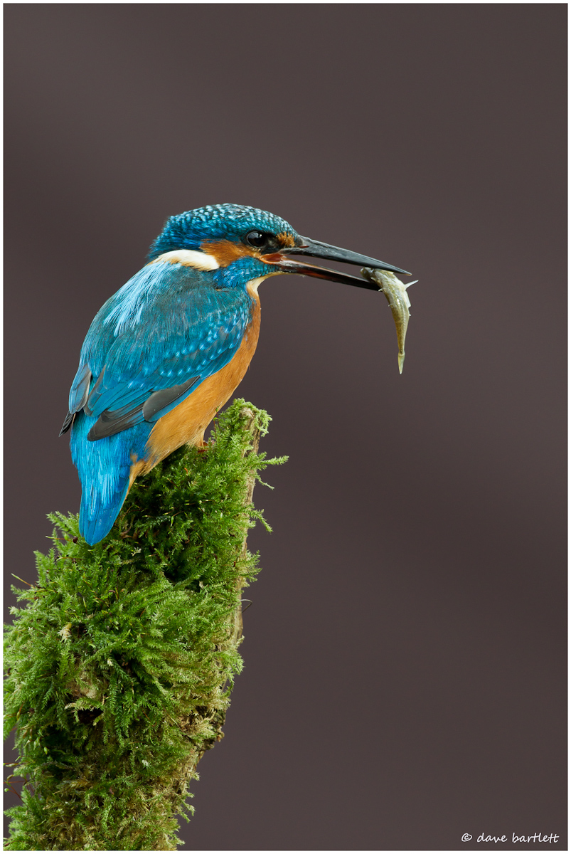 Kingfisher with fish