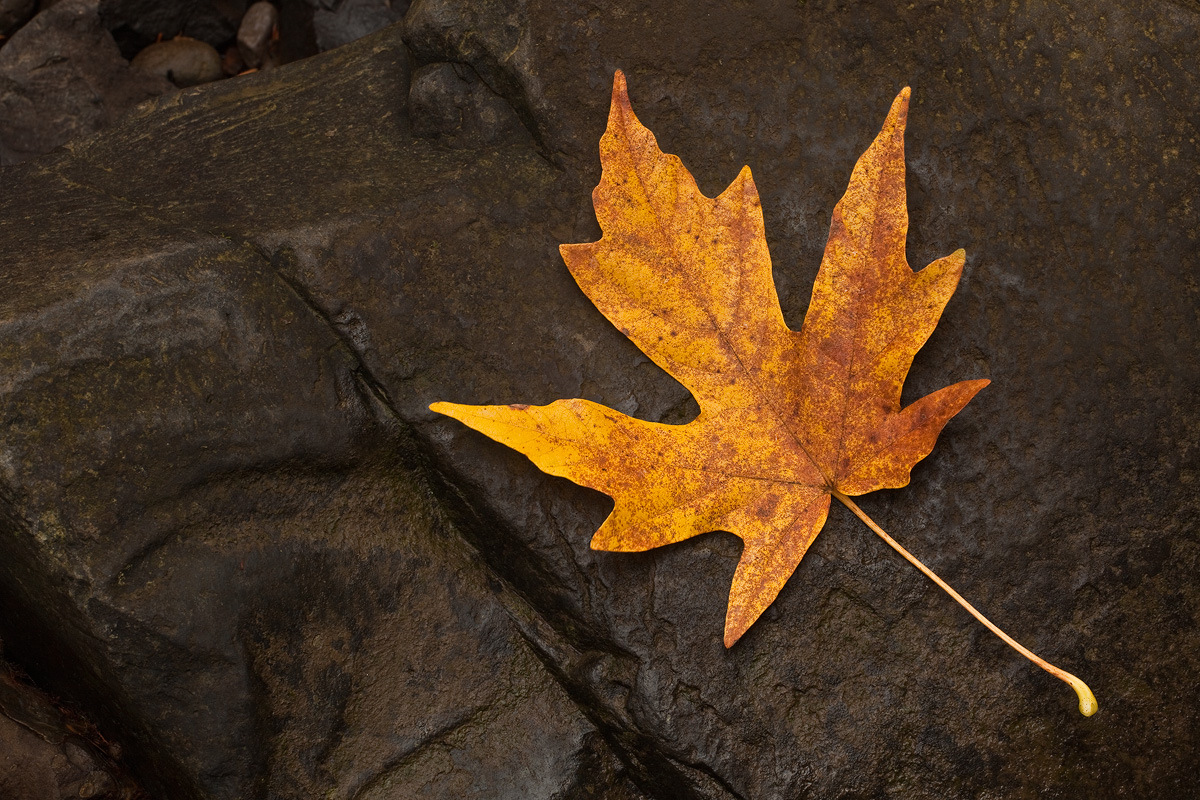 Leaf on Rock