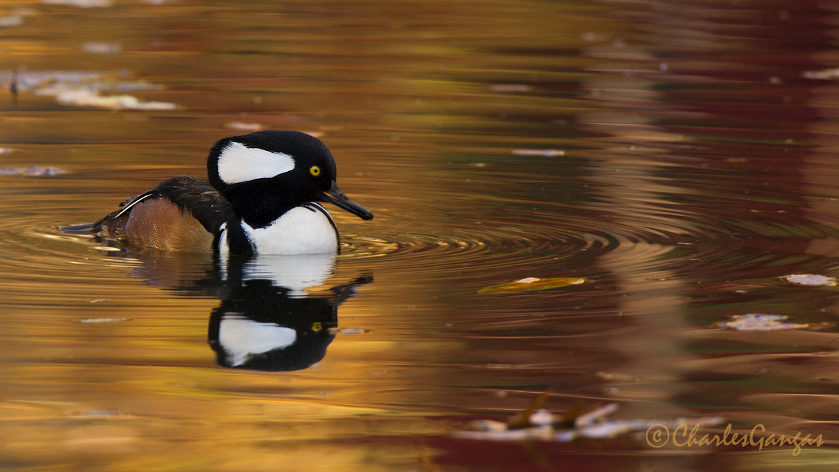  Hooded Merganser