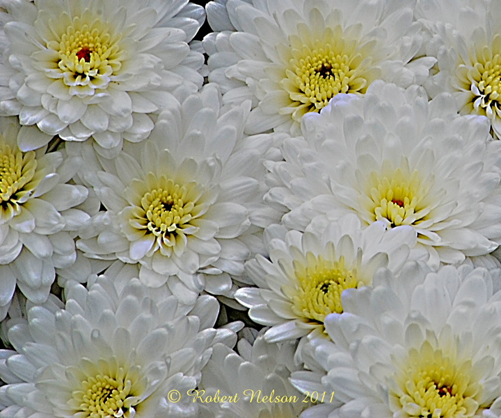 November blooms 4
