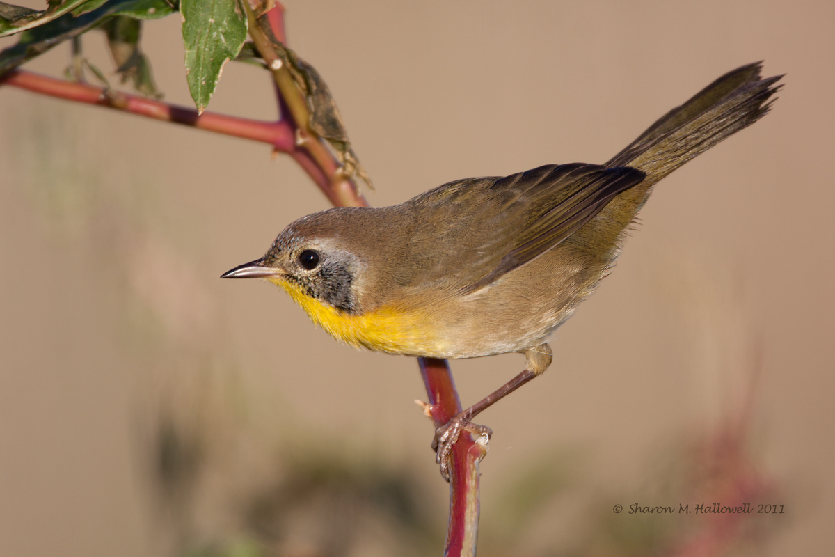 Common Yellowthroat