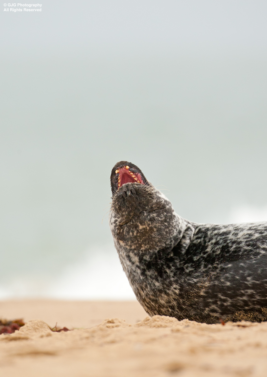 Yawn