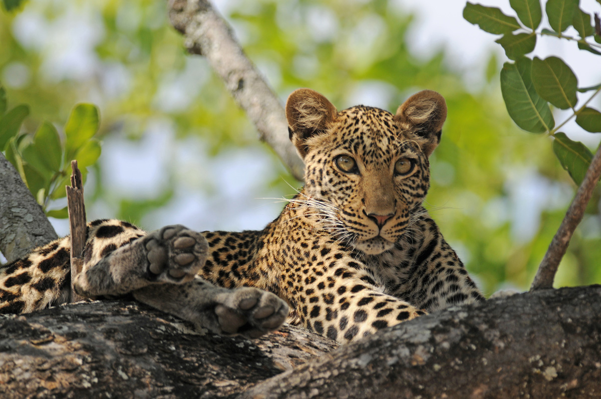 Leopard