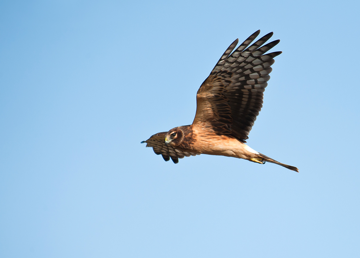 Northern Harrier. 