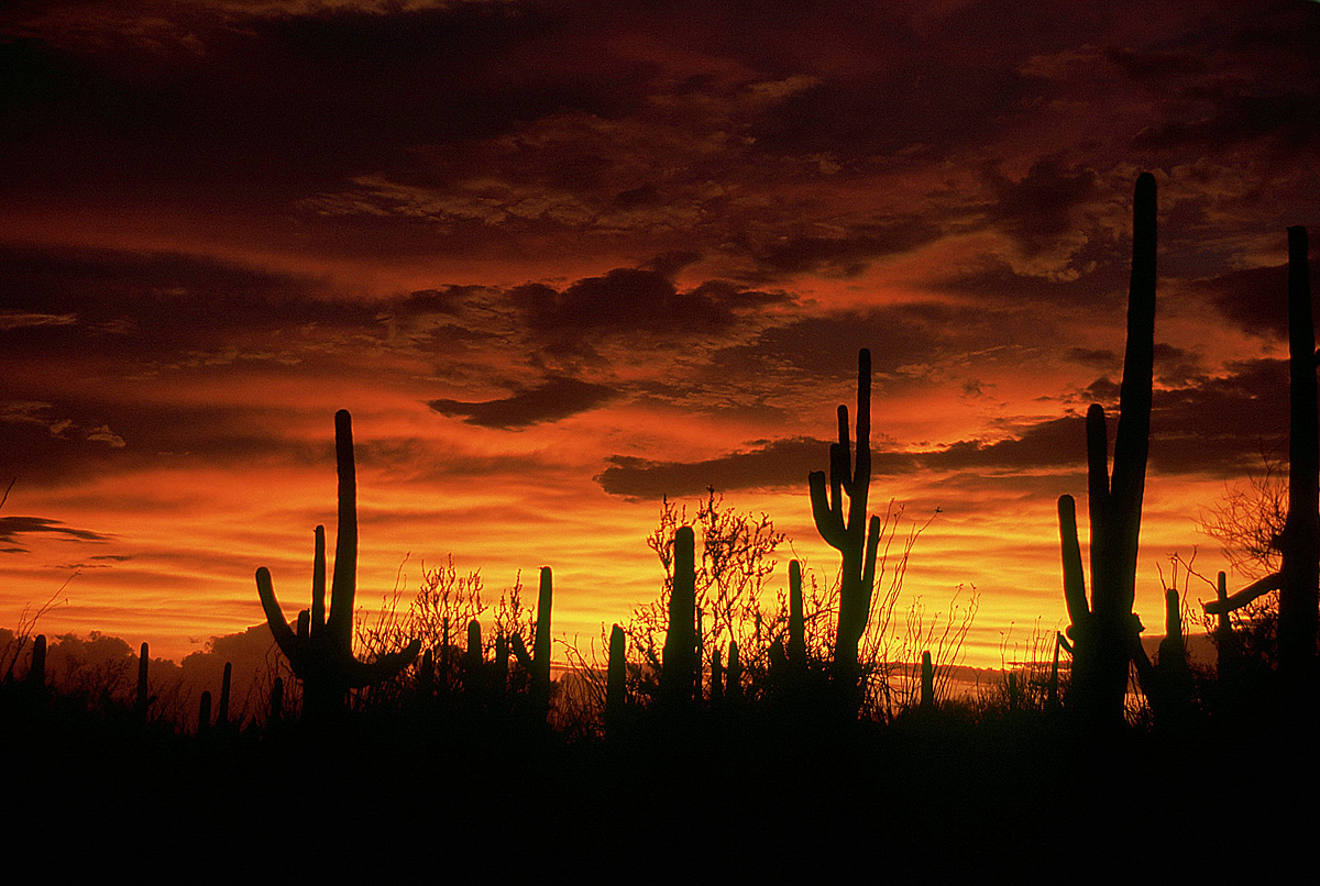 Saguaro NP Sunset