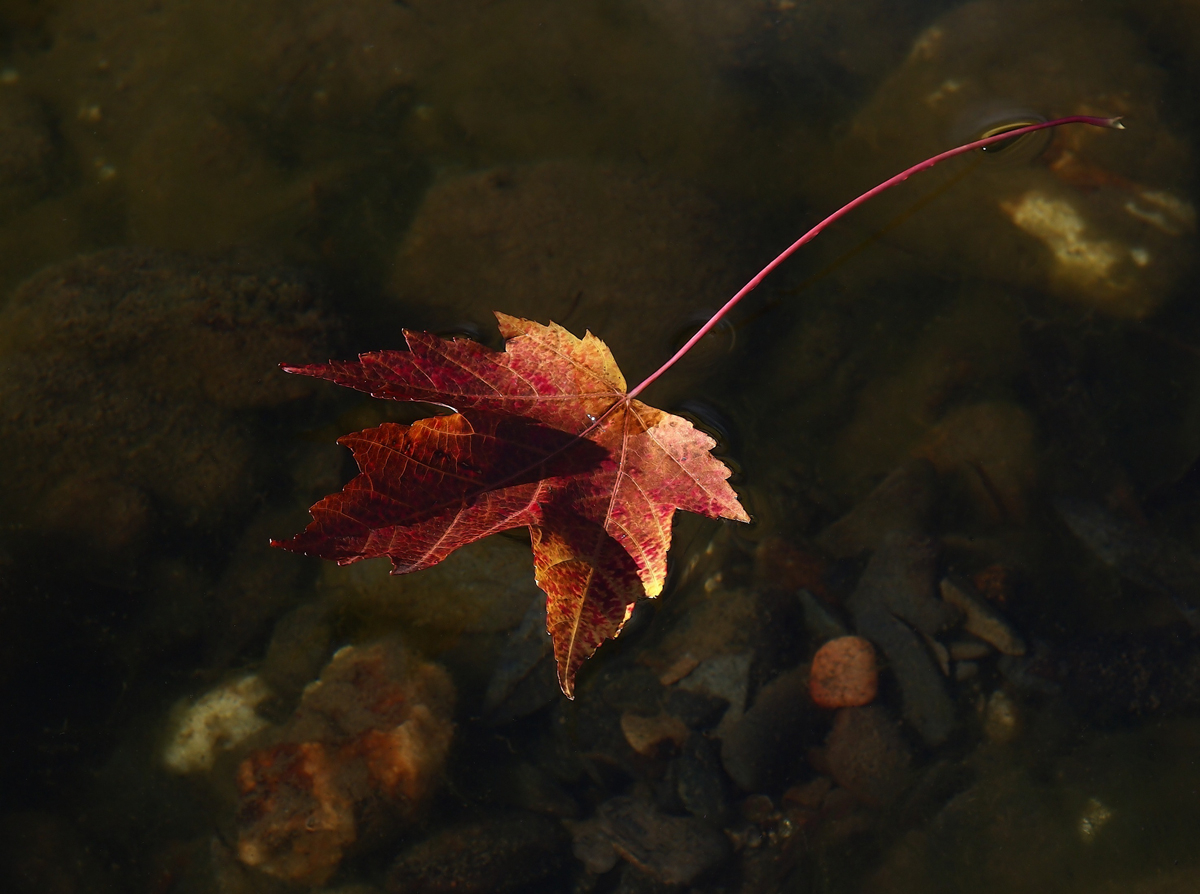 Just a leaf