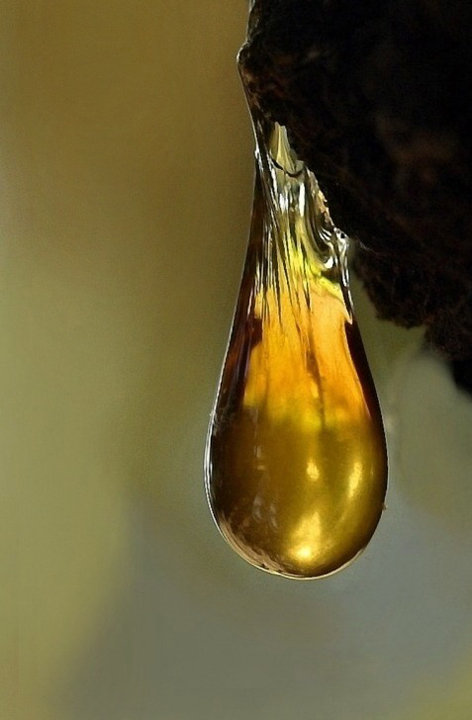 Pine Sap - WC510