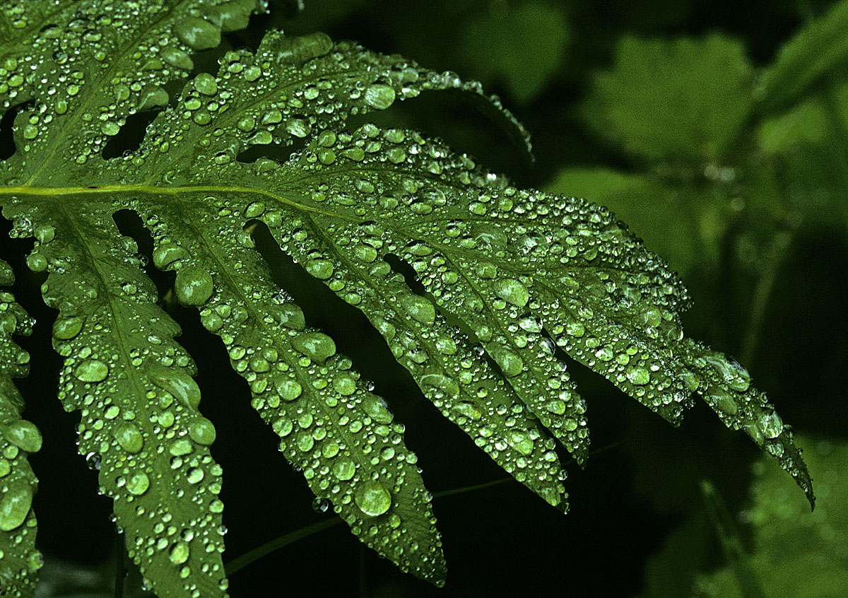 Rain Drops on Fern