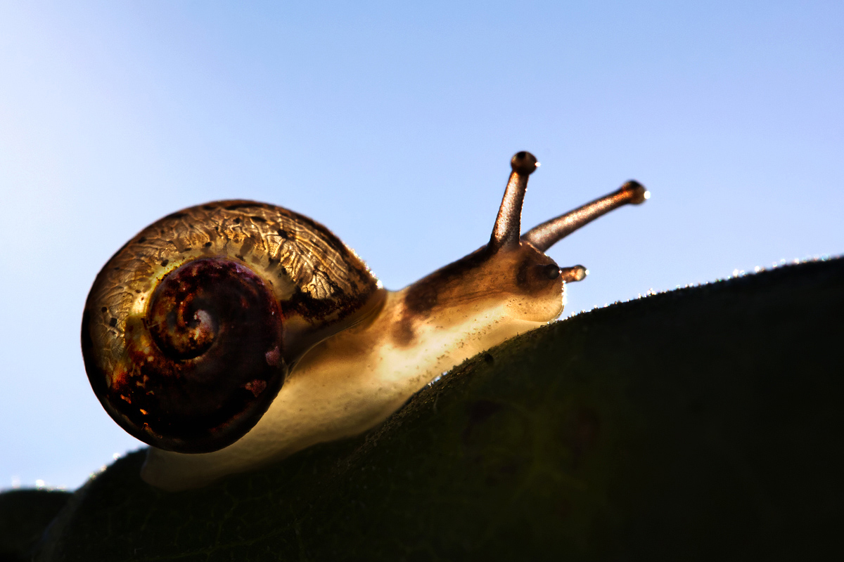 Glowing Snail