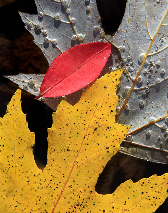Floating fall leaves