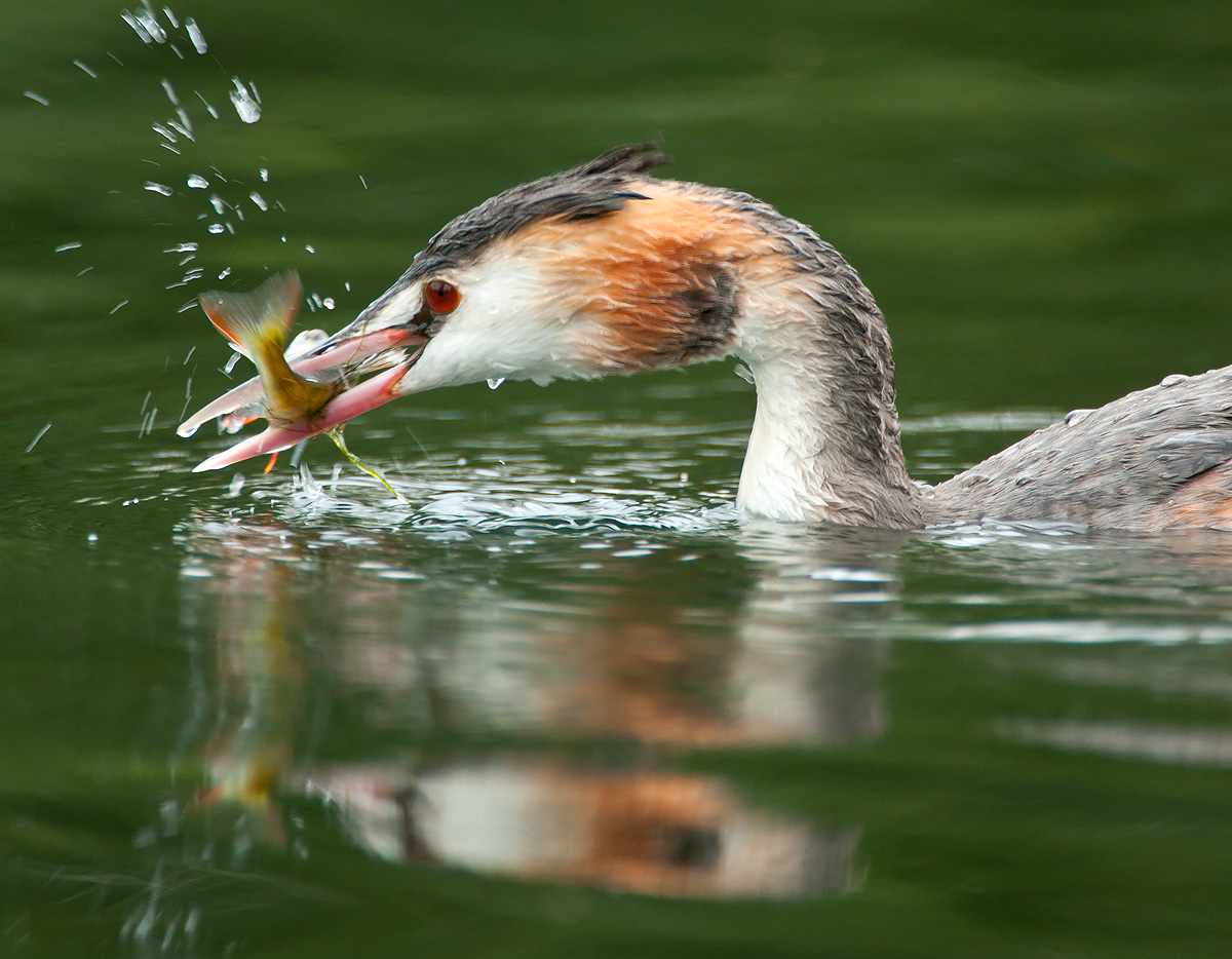 Great-crested Grebe