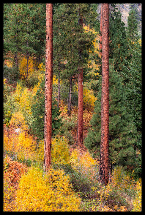 Ponderosas in Fall