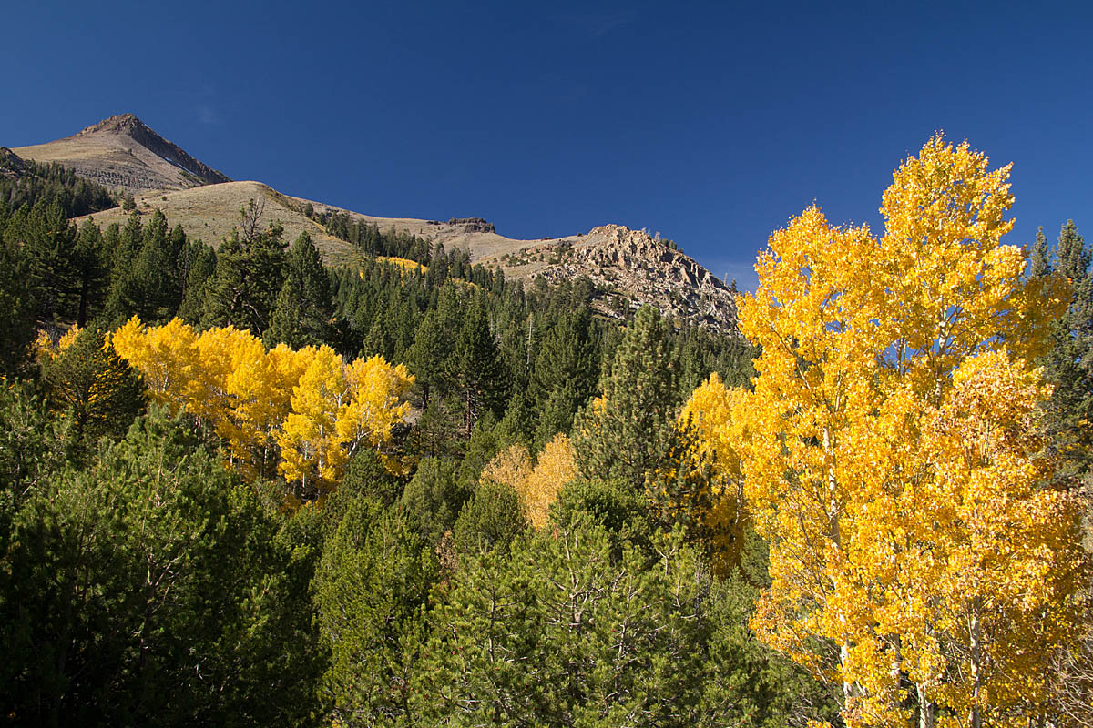 Aspens at Carson Pass