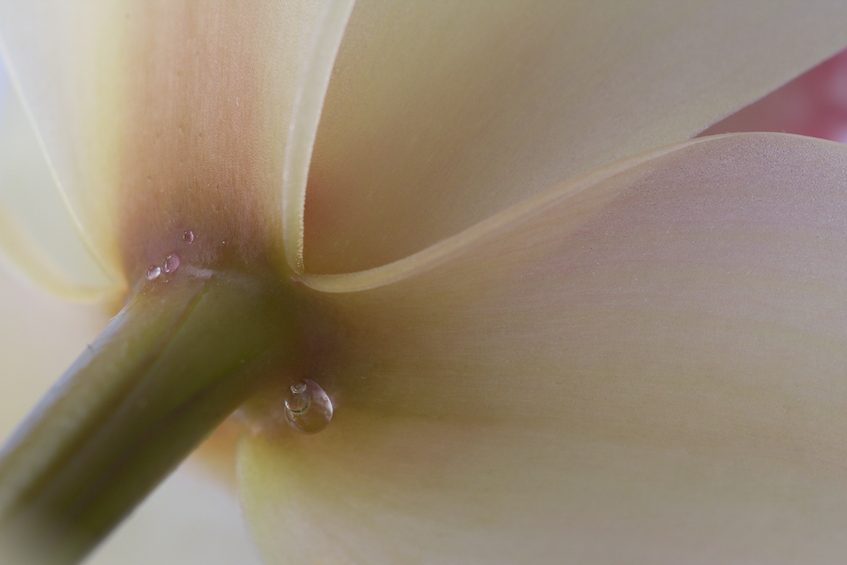 Drops