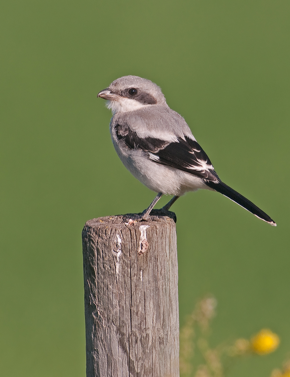 Loggerhead Shrike