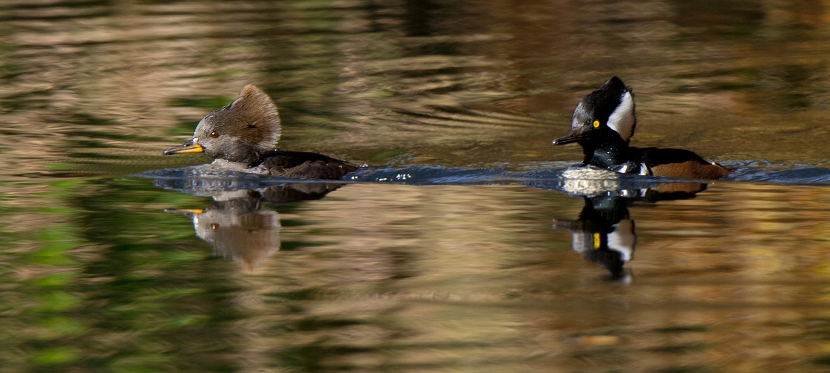 Mating Pair