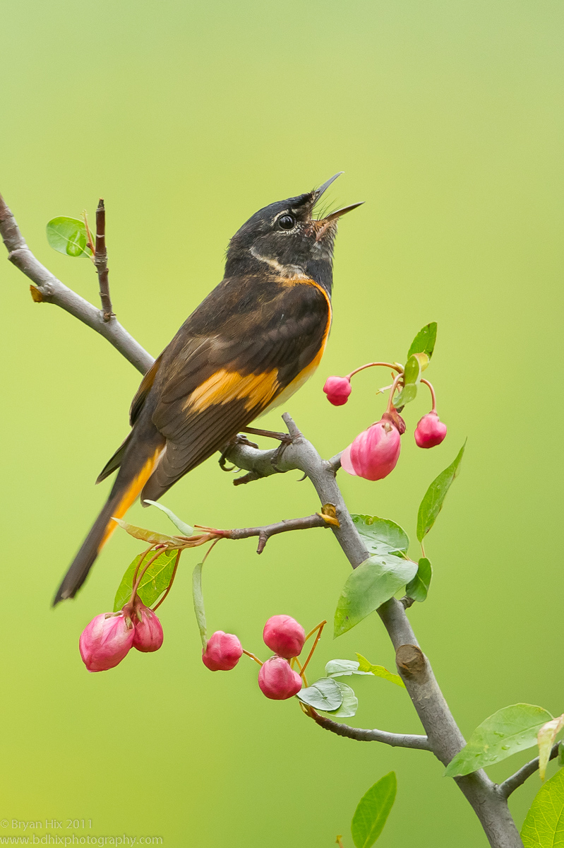American Redstart
