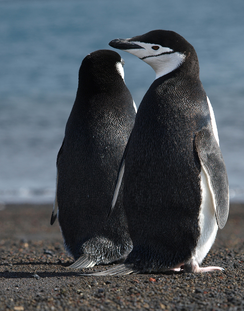 Chinstrap Penguins