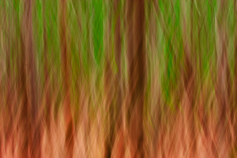 Trees | an impression