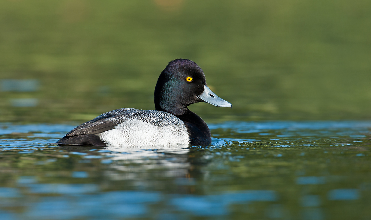 Lesser Scaup