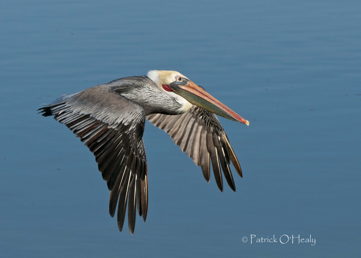 Pelican in Flight