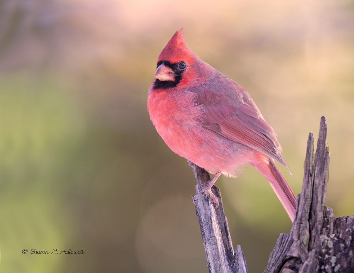 Evening Cardinal w/REPOST