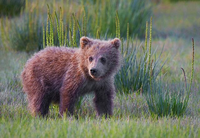Coastal Brown Bear Cub