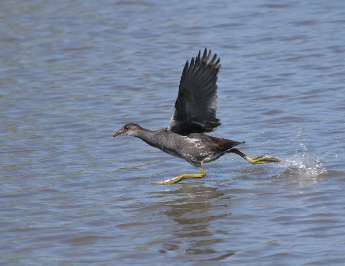 Walking on Water