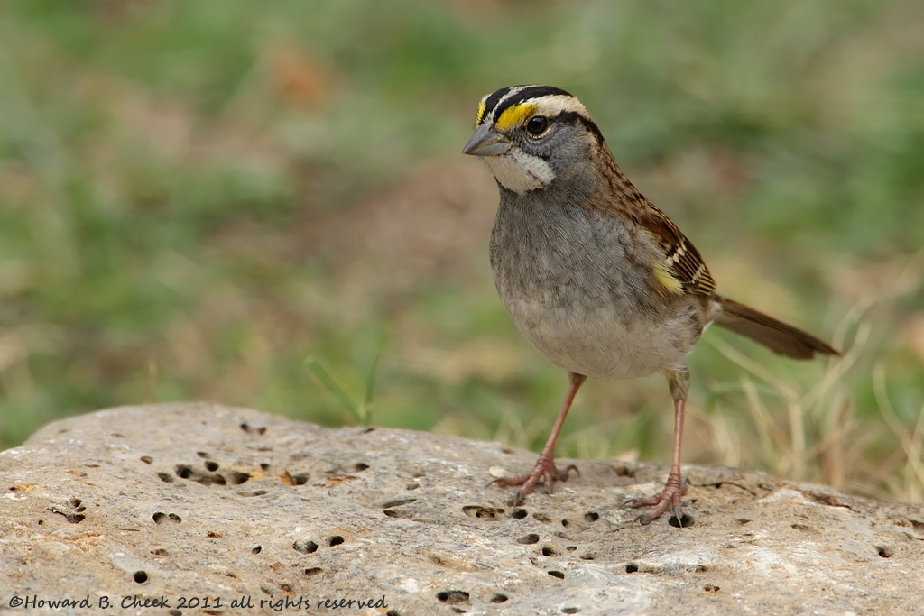 White-throated Sparrow