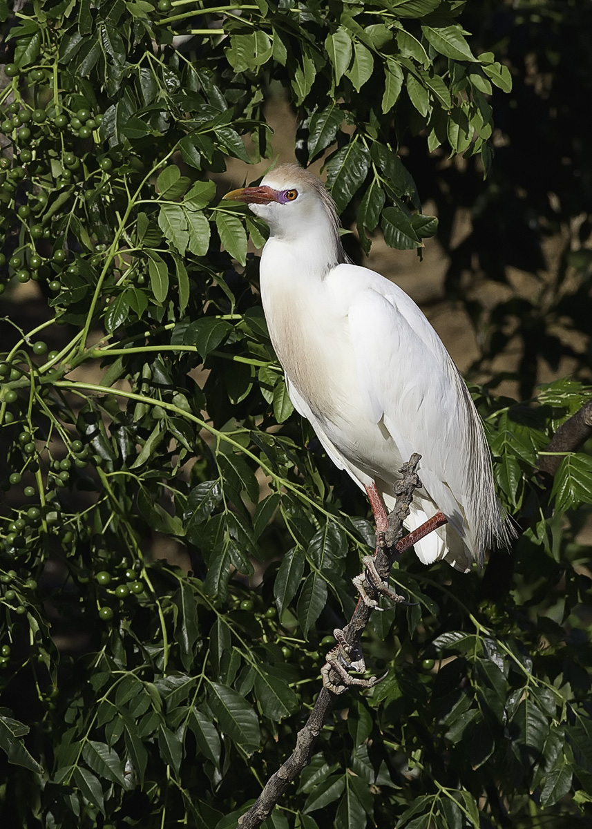 Cattle Egret