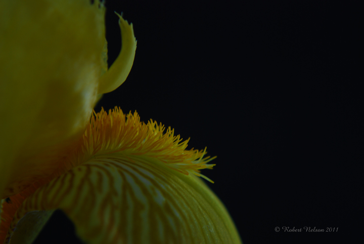 Intimate Iris + Repost