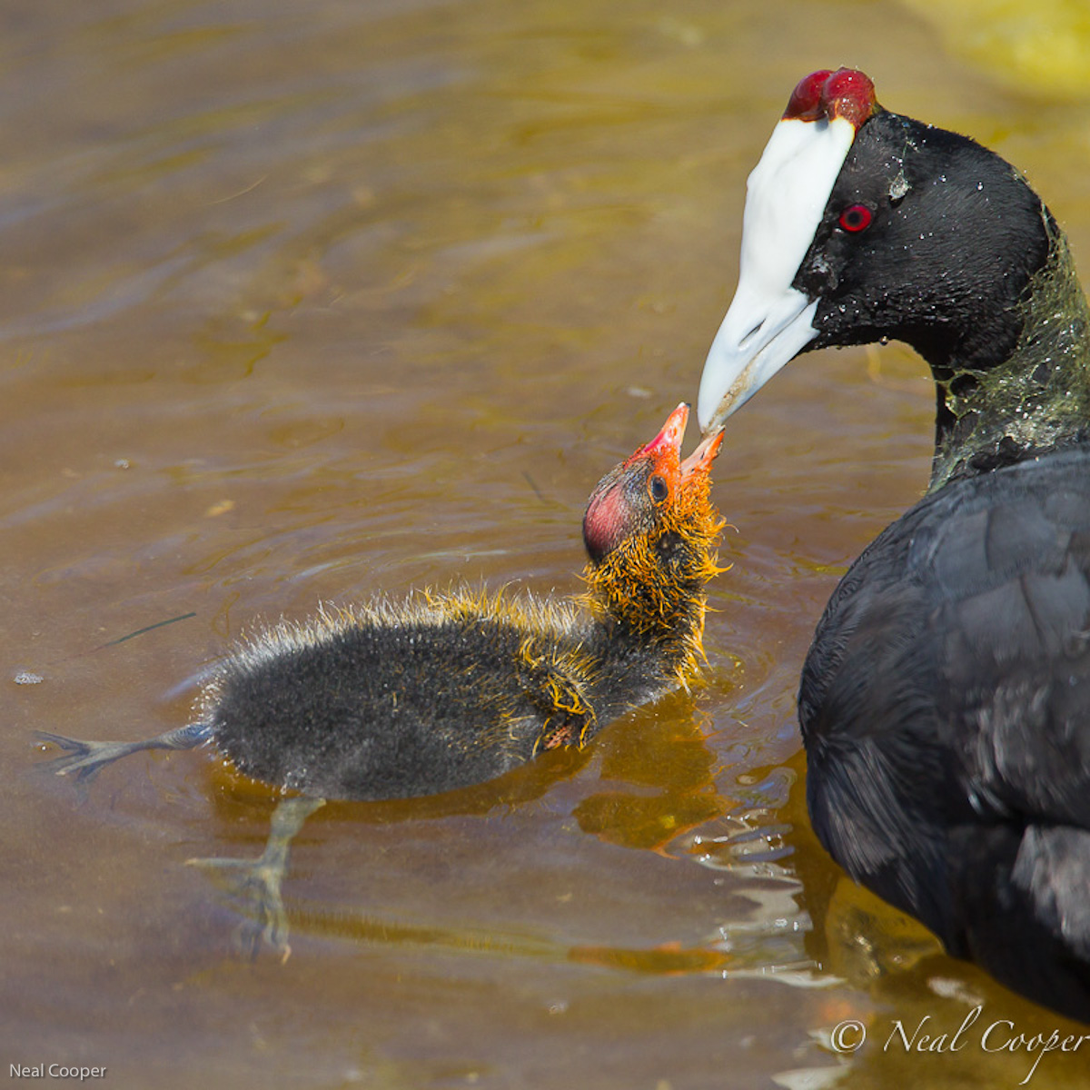 Feeding time