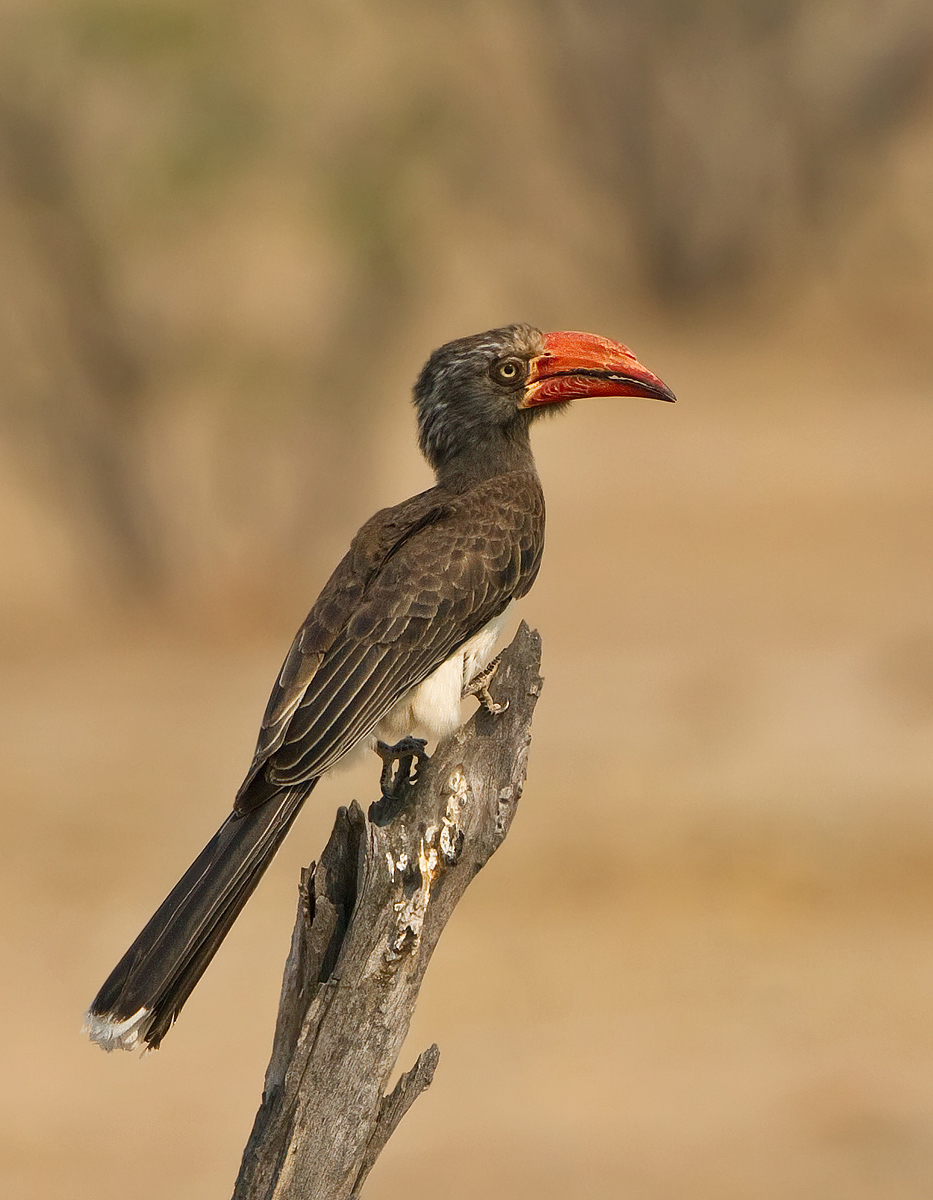 Crowned Hornbill