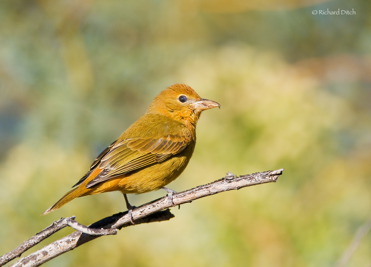 Summer Tanager