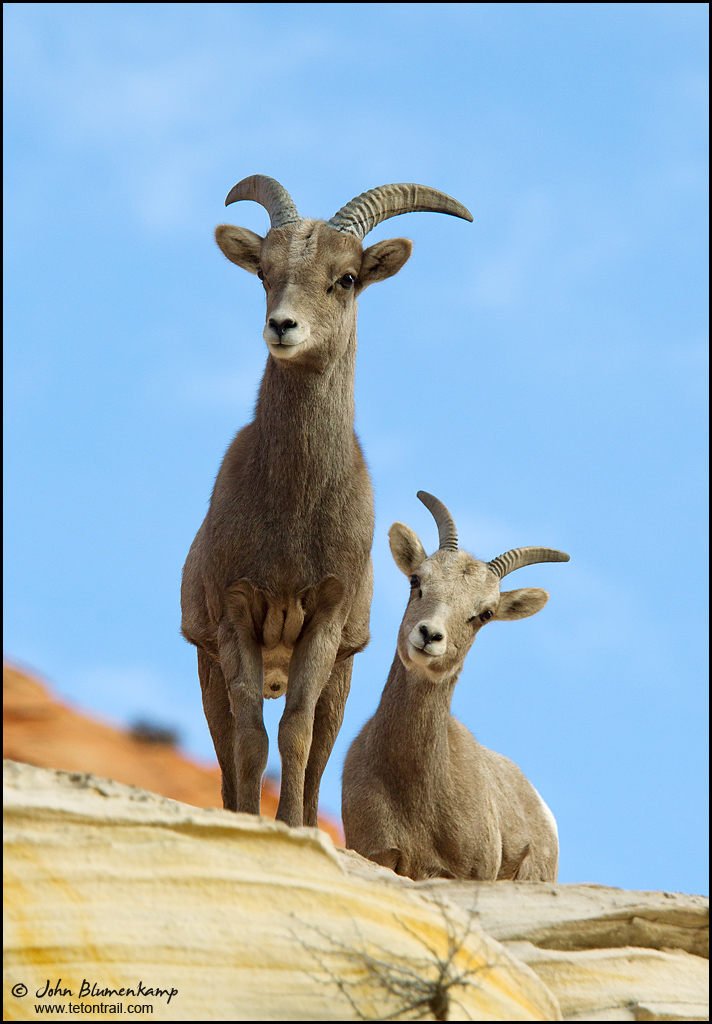 Big Horn Sheep