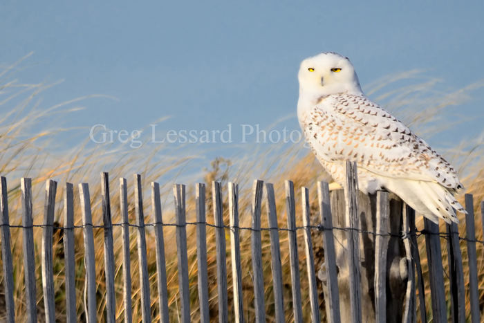 Snowy Owl vs. Falcon