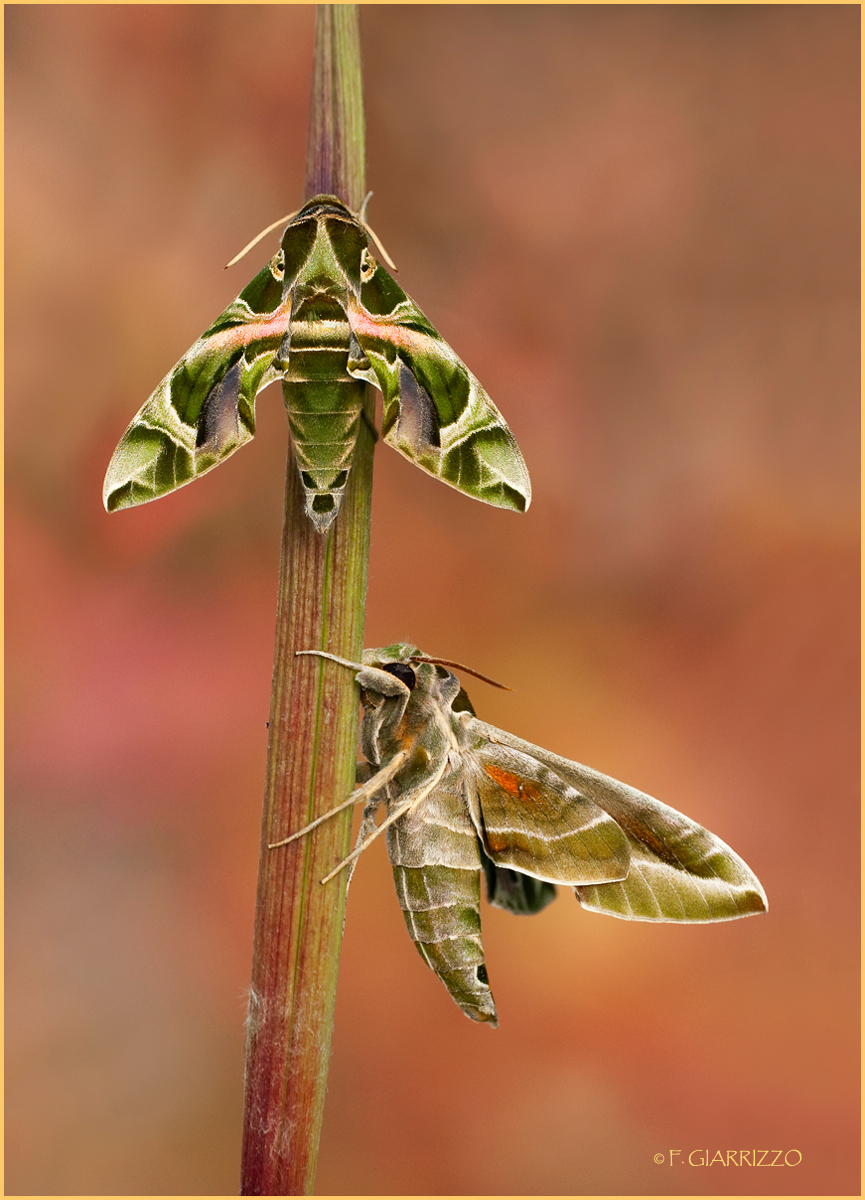 Oleander hawkmoth