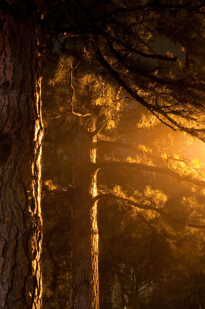 Rays of Light