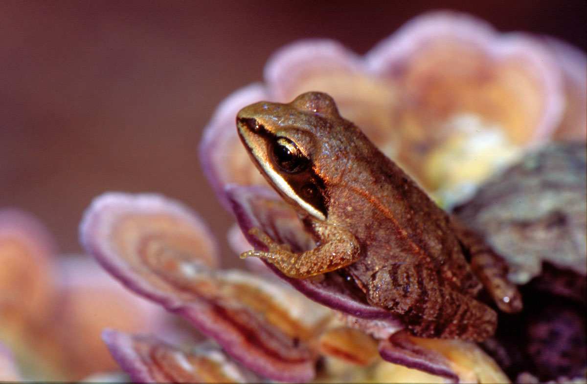 Wood Frog + repost 4 colorcast