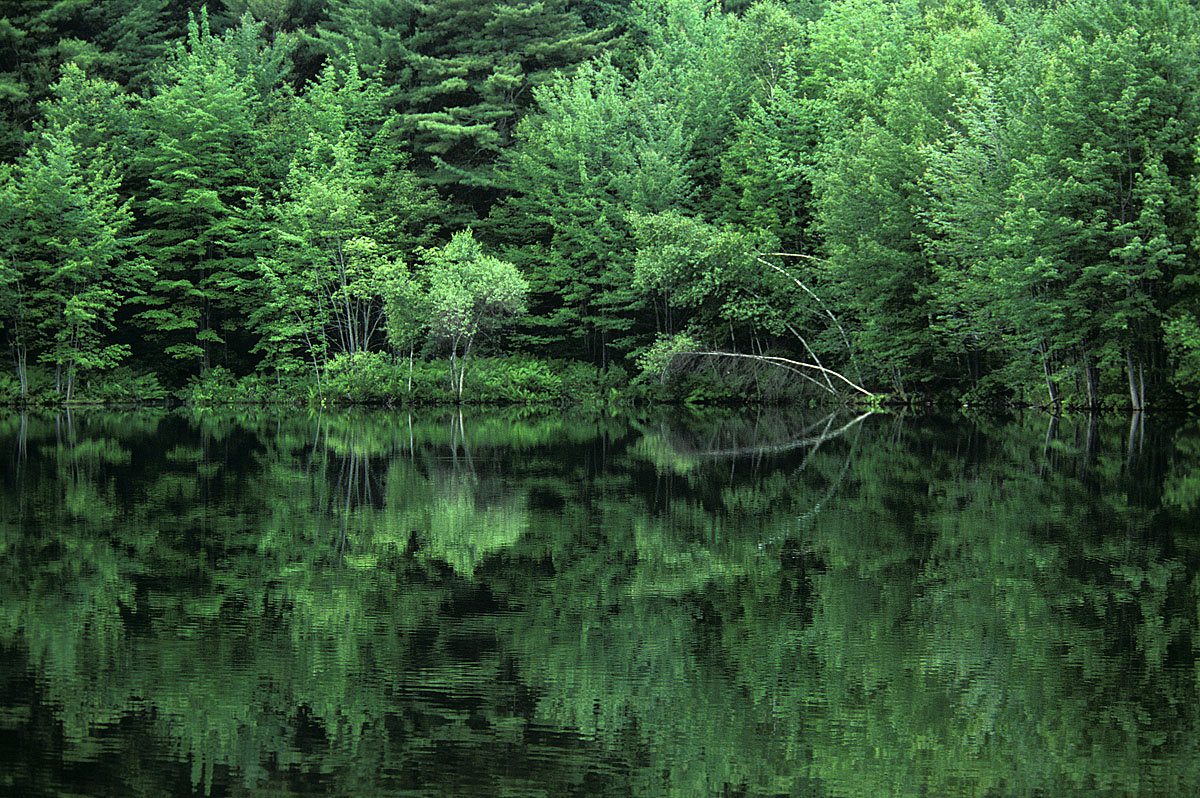 Pond Reflections + repost