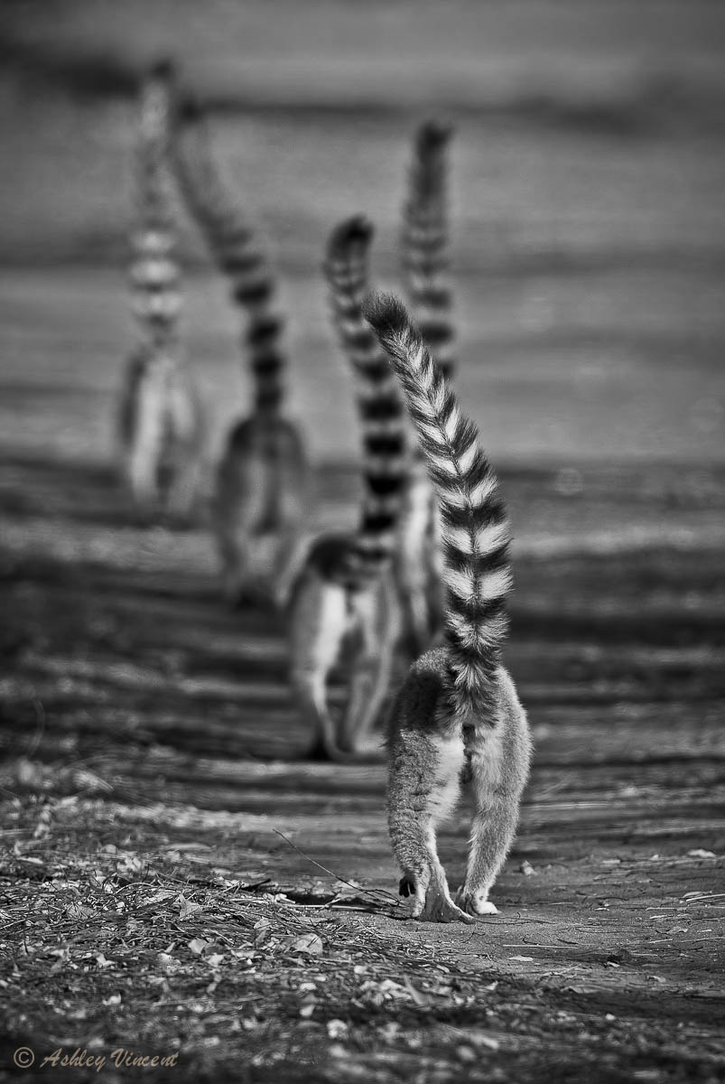Troop Movement