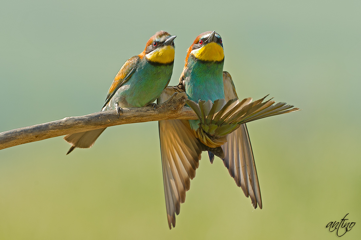 European Bee-eater