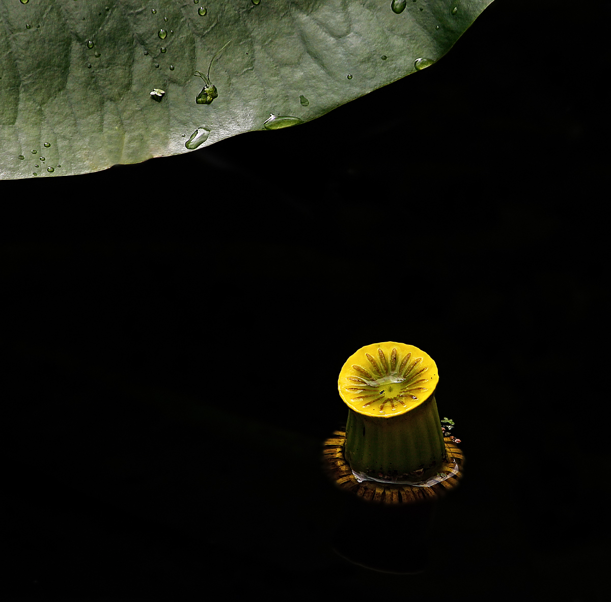 Waterlily