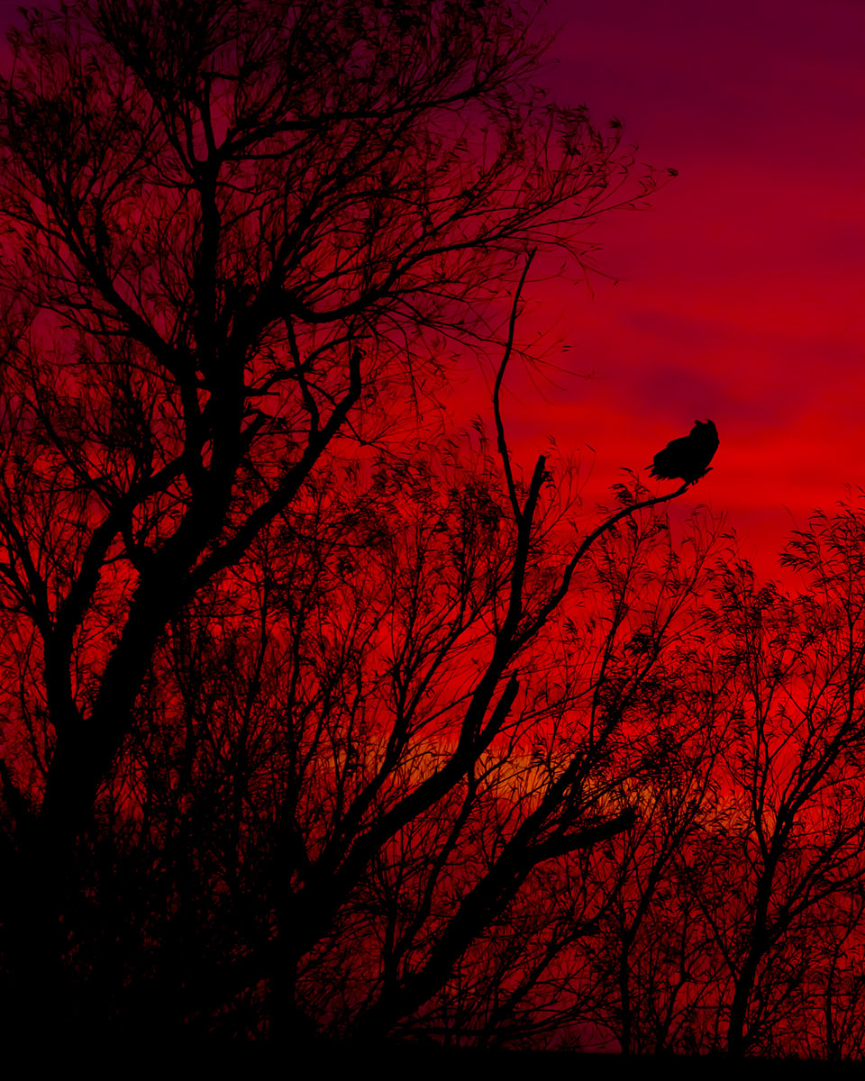 Afterglow Owl