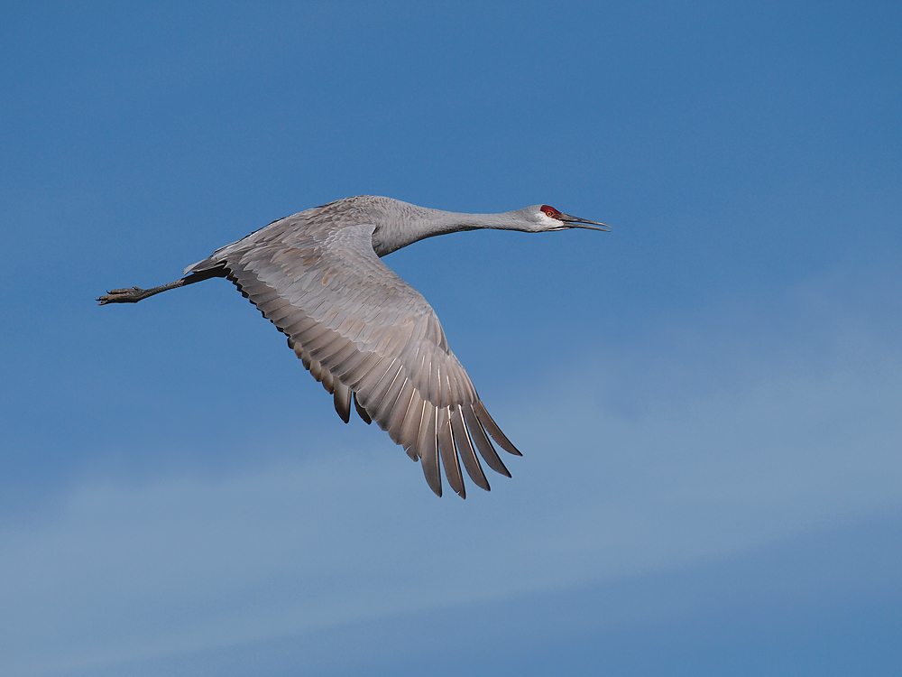 Sandhill